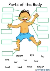 Parts of the body online exercise for Grade 3